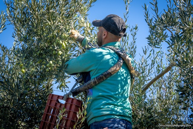 why you should be stocking West Country Olives