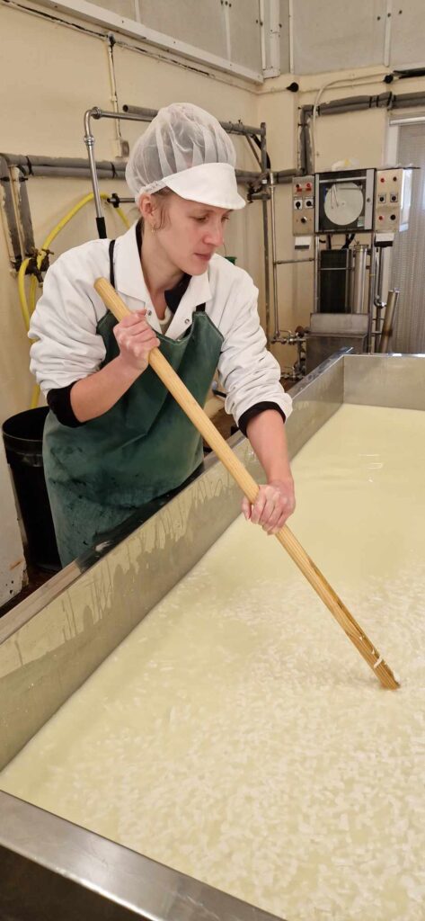 cheese making